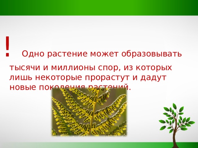 ! Одно растение может образовывать тысячи и миллионы спор, из которых лишь некоторые прорастут и дадут новые поколения растений. 