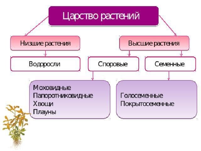 Презентация на тему движение растений 6 класс