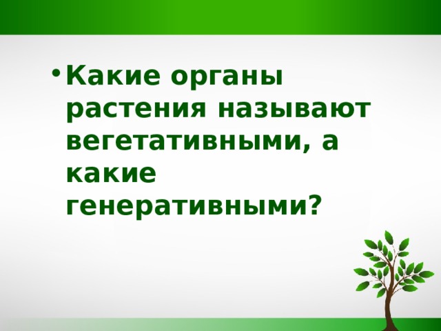 Какие органы растения называют вегетативными, а какие генеративными? 