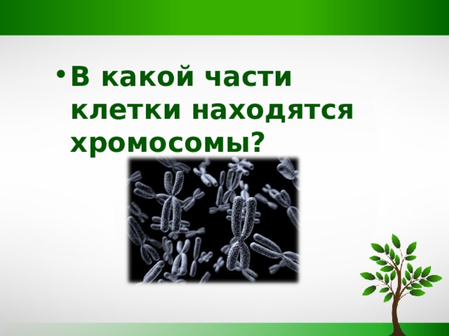 В какой части клетки находятся хромосомы? 