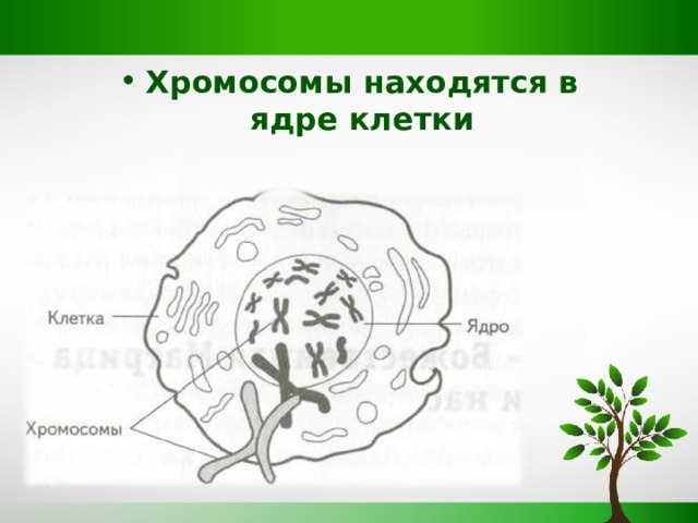 Хромосомы находятся в ядре клетки 
