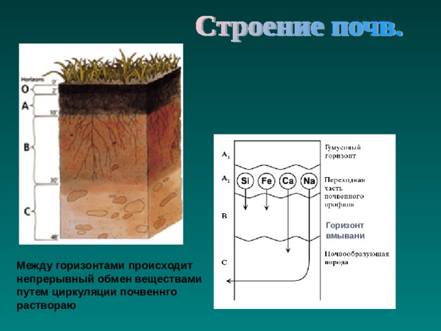 Горизонт вмывани Между горизонтами происходит непрерывный обмен веществами путем циркуляции почвеннго раствораю 