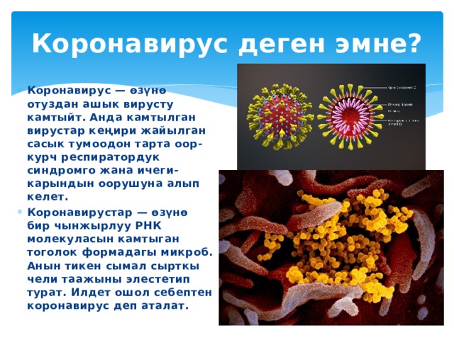 Коронавирус деген эмне? Коронавирус — өзүнө отуздан ашык вирусту камтыйт. Анда камтылган вирустар кеңири жайылган сасык тумоодон тарта оор-курч респиратордук синдромго жана ичеги-карындын оорушуна алып келет. Коронавирустар — өзүнө бир чынжырлуу РНК молекуласын камтыган тоголок формадагы микроб. Анын тикен сымал сырткы чели таажыны элестетип турат. Илдет ошол себептен коронавирус деп аталат. 