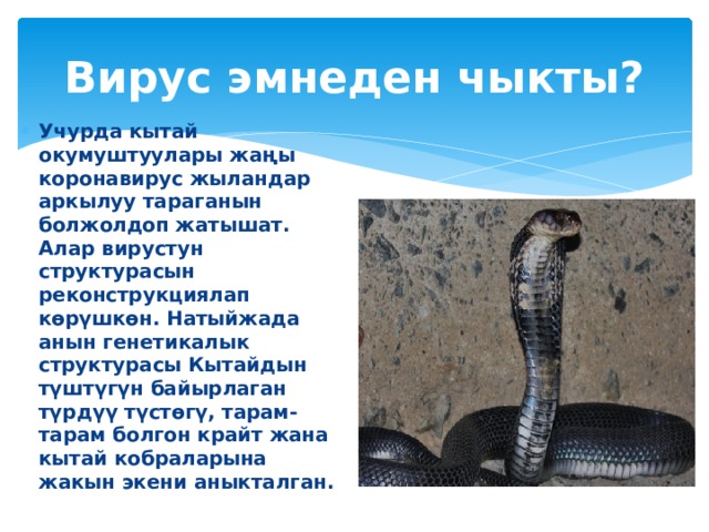 Вирус эмнеден чыкты? Учурда кытай окумуштуулары жаңы коронавирус жыландар аркылуу тараганын болжолдоп жатышат. Алар вирустун структурасын реконструкциялап көрүшкөн. Натыйжада анын генетикалык структурасы Кытайдын түштүгүн байырлаган түрдүү түстөгү, тарам-тарам болгон крайт жана кытай кобраларына жакын экени аныкталган. 