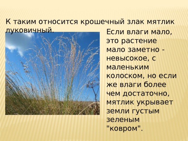 К таким относится крошечный злак мятлик луковичный. Если влаги мало, это растение мало заметно - невысокое, с маленьким колоском, но если же влаги более чем достаточно, мятлик укрывает земли густым зеленым 