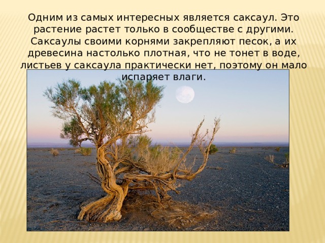 Одним из самых интересных является саксаул. Это растение растет только в сообществе с другими. Саксаулы своими корнями закрепляют песок, а их древесина настолько плотная, что не тонет в воде, листьев у саксаула практически нет, поэтому он мало испаряет влаги. 