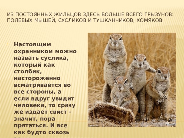 Из постоянных жильцов здесь больше всего грызунов: полевых мышей, сусликов и тушканчиков, хомяков. Настоящим охранником можно назвать суслика, который как столбик, настороженно всматривается во все стороны, а если вдруг увидит человека, то сразу же издает свист - значит, пора прятаться. И все как будто сквозь землю проваливаются - в свои норы. Настоящим охранником можно назвать суслика, который как столбик, настороженно всматривается во все стороны, а если вдруг увидит человека, то сразу же издает свист - значит, пора прятаться. И все как будто сквозь землю проваливаются - в свои норы. 
