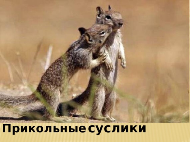 Прикольные  суслики 