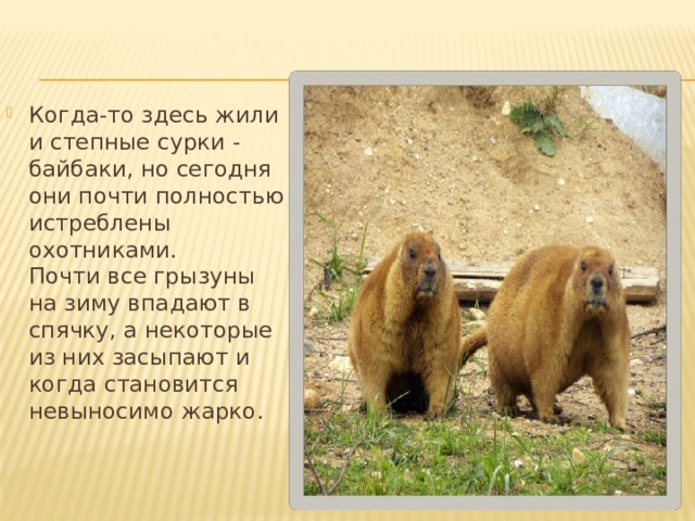  Когда-то здесь жили и степные сурки - байбаки, но сегодня они почти полностью истреблены охотниками.  Почти все грызуны на зиму впадают в спячку, а некоторые из них засыпают и когда становится невыносимо жарко. 