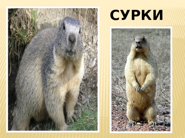 СУРКИ 