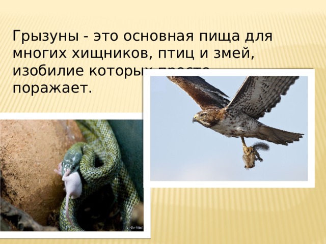 Грызуны - это основная пища для многих хищников, птиц и змей, изобилие которых просто поражает. 