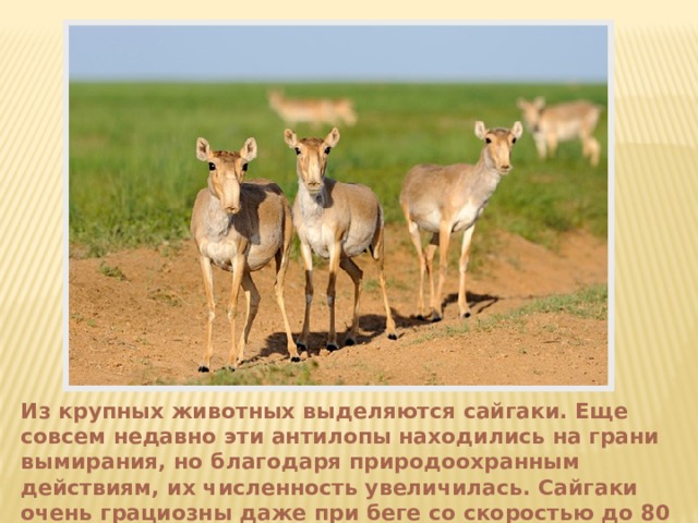 Из крупных животных выделяются сайгаки. Еще совсем недавно эти антилопы находились на грани вымирания, но благодаря природоохранным действиям, их численность увеличилась. Сайгаки очень грациозны даже при беге со скоростью до 80 км/ч! 