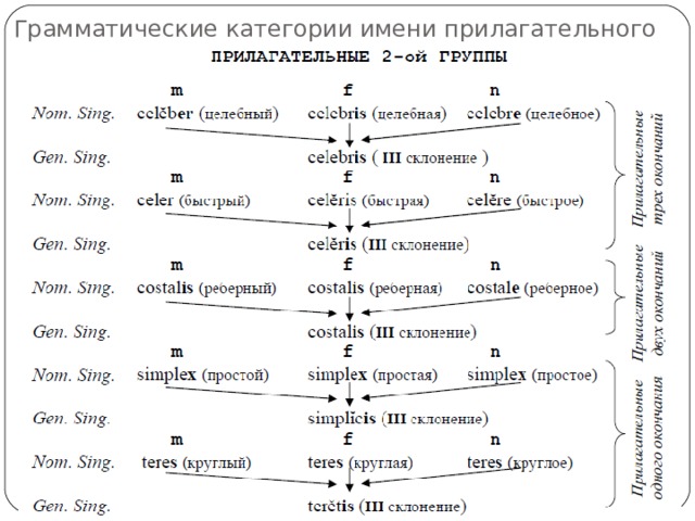 Согласование прилагательных. Основные грамматические категории прилагательного. Грамматические категории имени прилагательного. Грамматические категории прилагательных в русском языке. Грамматические категории прилагательного в русском языке.