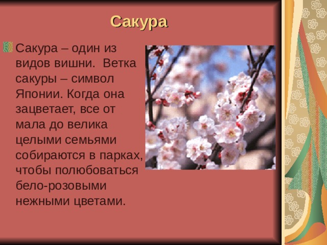 Сакура Сакура – один из видов вишни. Ветка сакуры – символ Японии. Когда она зацветает, все от мала до велика целыми семьями собираются в парках, чтобы полюбоваться бело-розовыми нежными цветами. 