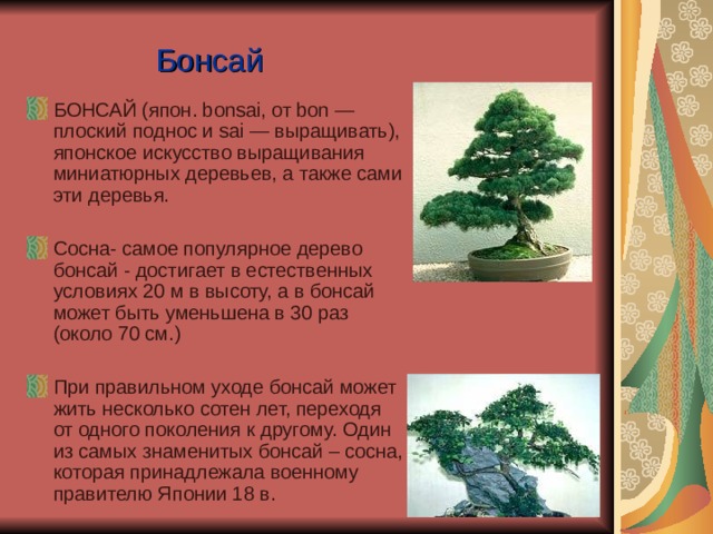 Бонсай БОНСАЙ (япон. bonsai, от bon — плоский поднос и sai — выращивать), японское искусство выращивания миниатюрных деревьев, а также сами эти деревья.  Сосна- самое популярное дерево бонсай - достигает в естественных условиях 20 м в высоту, а в бонсай может быть уменьшена в 30 раз (около 70 см.)  При правильном уходе бонсай может жить несколько сотен лет, переходя от одного поколения к другому. Один из самых знаменитых бонсай – сосна, которая принадлежала военному правителю Японии 18 в.  