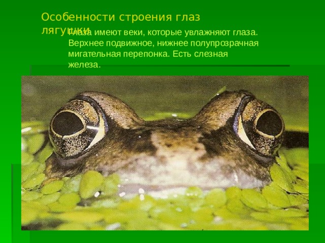 Особенности строения глаз лягушки Глаза имеют веки, которые увлажняют глаза. Верхнее подвижное, нижнее полупрозрачная мигательная перепонка. Есть слезная железа. 
