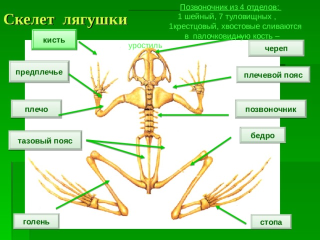 Кости передней конечности земноводных. Скелет лягушки отделы скелета. Уростиль в скелете лягушки. Скелет лягушки плечевой пояс. Скелет лягушки таблица 7 класс.