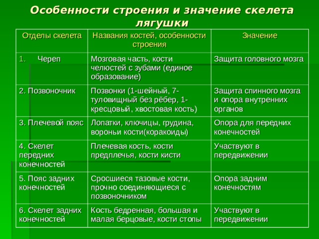 Особенности строения и значение скелета лягушки Отделы скелета Названия костей, особенности строения Череп Значение Мозговая часть, кости челюстей с зубами (единое образование) 2. Позвоночник Защита головного мозга Позвонки (1-шейный, 7-туловищный без рёбер, 1-кресцовый, хвостовая кость) 3. Плечевой пояс 4. Скелет передних конечностей Лопатки, ключицы, грудина, вороньи кости(коракоиды) Защита спинного мозга и опора внутренних органов Опора для передних конечностей Плечевая кость, кости предплечья, кости кисти 5. Пояс задних конечностей Участвуют в передвижении Сросшиеся тазовые кости, прочно соединяющиеся с позвоночником 6. Скелет задних конечностей Опора задним конечностям Кость бедренная, большая и малая берцовые, кости стопы Участвуют в передвижении 