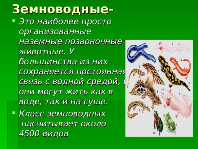 Земноводные- Это наиболее просто организованные наземные позвоночные животные. У большинства из них сохраняется постоянная связь с водной средой, и они могут жить как в воде, так и на суше. Класс земноводных  насчитывает около 4500 видов  