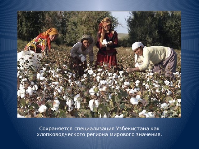 Сохраняется специализация Узбекистана как хлопководческого региона мирового значения.
