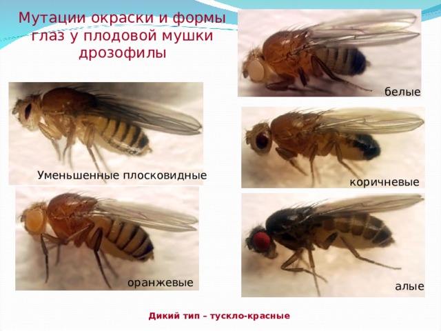 Мутации окраски и формы глаз у плодовой мушки дрозофилы белые Уменьшенные плосковидные коричневые оранжевые алые Дикий тип – тускло-красные 