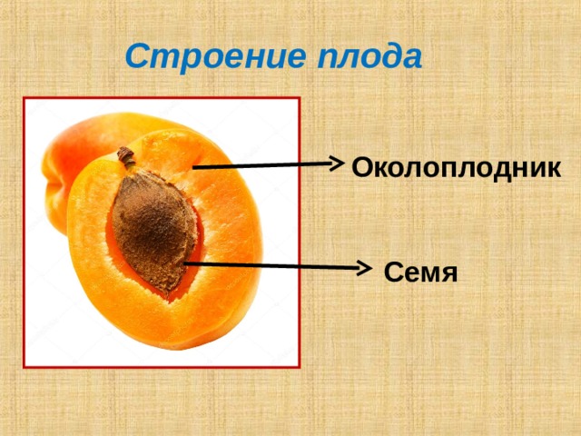 Отметьте на рисунке околоплодник и семя