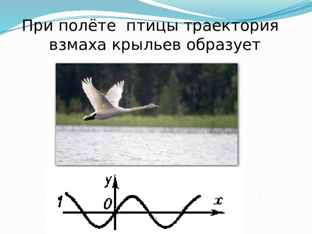 Высоко летят птицы характеристика предложения. При полете птицы Траектория взмаха крыльев образует синусоиду. Траектория полета птиц. Траектории перелетов птиц. Траектория полета крыльев птиц.