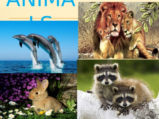 ANIMALS 