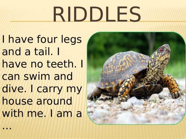 RIDDLES I have four legs and a tail. I have no teeth. I can swim and dive. I carry my house around with me. I am a … 