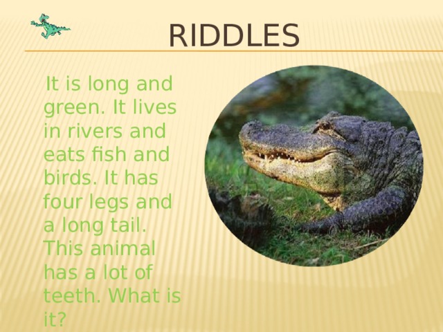RIDDLES  It is long and green. It lives in rivers and eats fish and birds. It has four legs and a long tail. This animal has a lot of teeth. What is it? 
