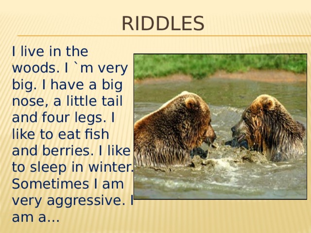 RIDDLES I live in the woods. I `m very big. I have a big nose, a little tail and four legs. I like to eat fish and berries. I like to sleep in winter. Sometimes I am very aggressive. I am a… 