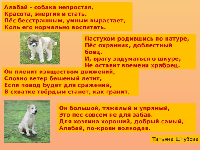 Собака алабай фотографии характеристика и описание