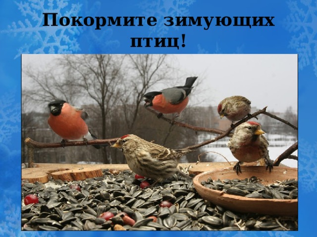 Покормите зимующих птиц! 