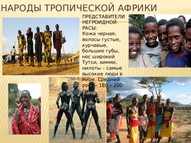Народы Тропической Африки   ПРЕДСТАВИТЕЛИ НЕГРОИДНОЙ РАСЫ: Кожа черная, волосы густые, курчавые, большие губы, нос широкий Тутси, химми, нилоты – самые высокие люди в мире. Средний рост – 180 – 200 см 
