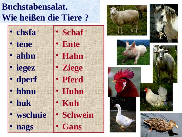 Buchstabensalat.  Wie heißen die  Tiere ? chsfa tene ahhn iegez dperf hhnu huk wschnie nags Schaf Ente Hahn Ziege Pferd Huhn Kuh Schwein Gans 