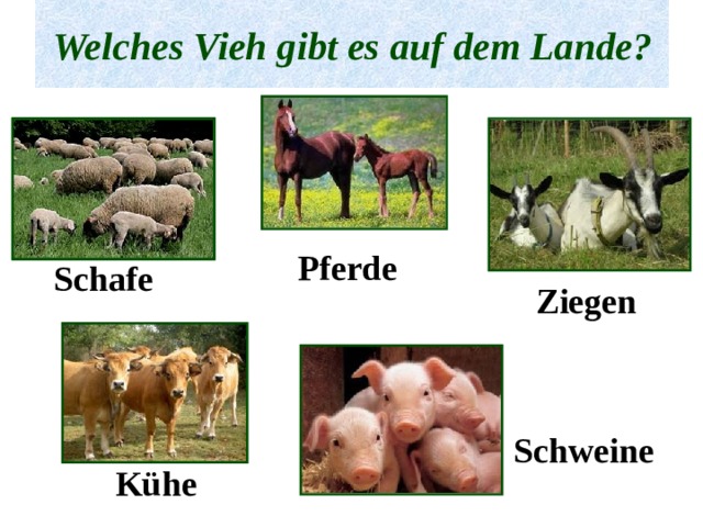 Welches Vieh gibt es auf dem Lande? Pferde Schafe Ziegen Schweine Kühe 