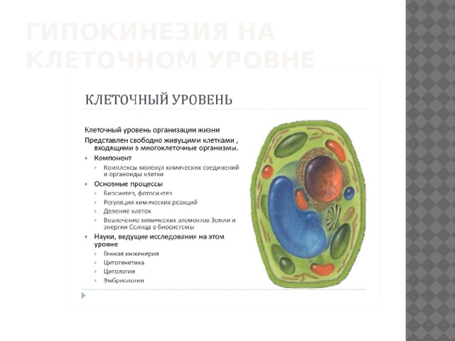 Клеточный уровень контрольная. Процессы на клеточном уровне организации жизни. Клеточный уровень. Клеточный уровень организации жизни. Клеточный уровень процессы.