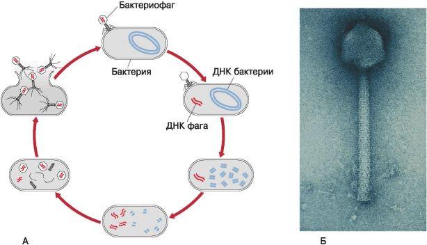 Схема размножения бактериофага