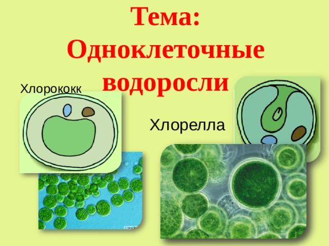 Хлорококк Тема: Одноклеточные водоросли  Хлорелла 