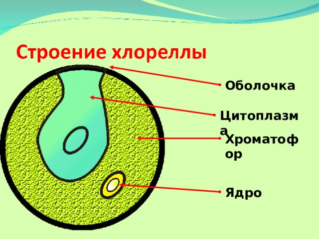 Оболочка Цитоплазма Хроматофор  Вот клеточная оболочка. Она покрывает снаружи клетку хлореллы, как и любую другую растительную клетку.  Ну а это, конечно же, ядро. Его узнать нетрудно.  Основная часть клетки занята хроматофором. Именно в нем находится зеленый пигмент хлорофилл. Это значит, что фотосинтез у водорослей проходит в хроматофоре, а не в хлоропластах, как у других растений. Ядро 3 