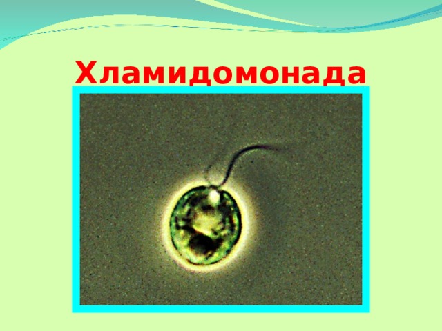 Хламидомонада А вот еще одна водоросль-крошка. Это хламидомонада.  
