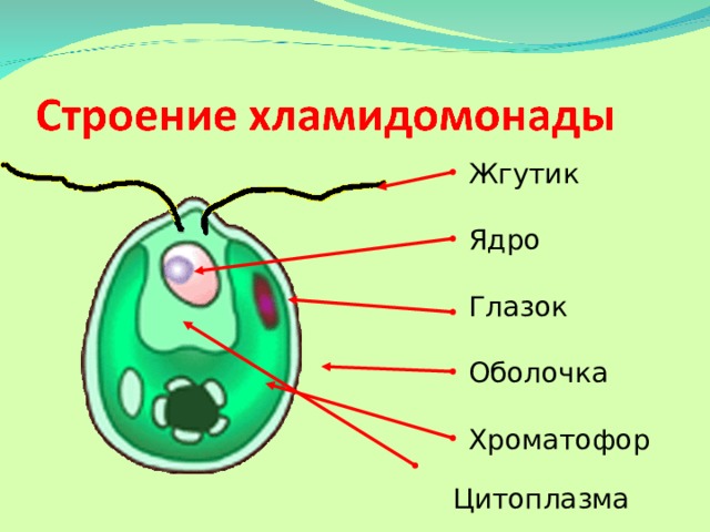 Жгутик Ядро Глазок  Хламидомонада во многом похожа на хлореллу. У нее есть оболочка, ядро, хроматофор.  А что это за усы? Это жгутики, которые помогают хламидомонаде активно передвигаться в воде.  А вот это красное пятнышко – светочувствительный глазок. Он улавливает свет, и хламидомонада начинает двигаться к освещенному месту. Оболочка Хроматофор Цитоплазма 5 