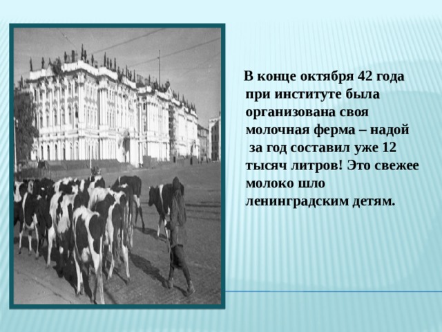  В конце октября 42 года при институте была организована своя молочная ферма – надой  за год составил уже 12 тысяч литров! Это свежее молоко шло ленинградским детям.  
