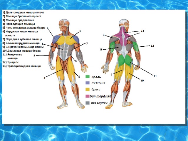 Плавание мышцы. Мышцы от плавания. Плавание группы мышц. Влияние плавания на костно-мышечную систему. Как плавание влияет на мышечную систему.