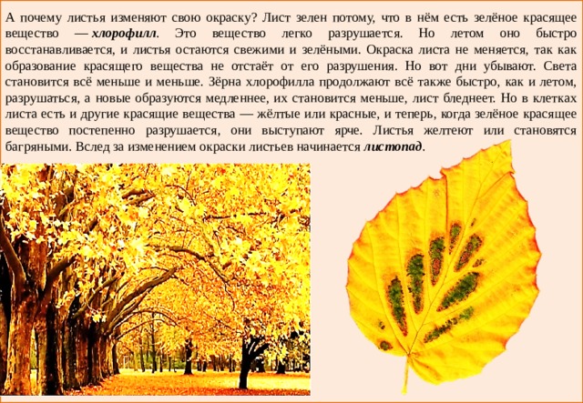 Листья меняют окраску. Деревья которые меняют окрас листьев осенью. Тема деревья и листья. Изменение окраски листьев осенью.
