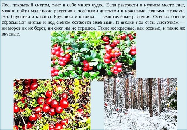 Лес, покрытый снегом, таит в себе много чудес. Если разгрести в нужном месте снег, можно найти маленькие растения с зелёными листьями и красными сочными ягодами. Это брусника и клюква. Брусника и клюква — вечнозелёные растения. Осенью они не сбрасывают листья и под снегом остаются зелёными. И ягодки под стать листочкам — ни мороз их не берёт, ни снег им не страшен. Такие же красные, как осенью, и такие же вкусные. 