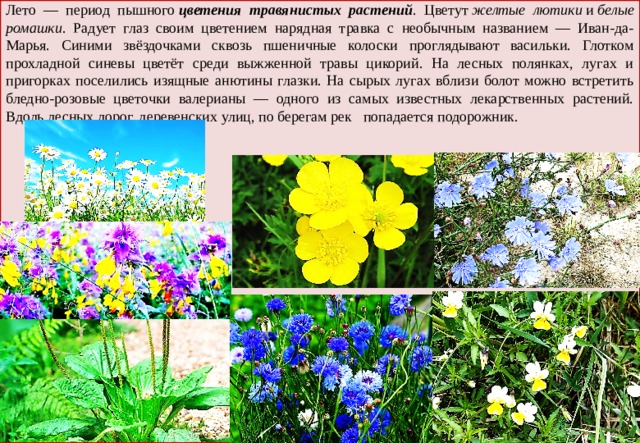 Цветы лета рассказ. Летнее растение описание. Растения летом презентация. Изменения у растений летом. Летние цветы с описанием.
