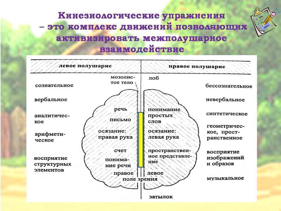 Межполушарное взаимодействие картинки