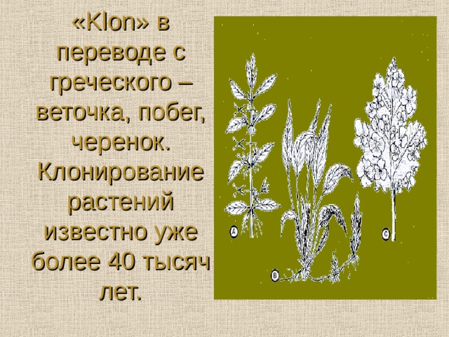 « Klon » в переводе с греческого – веточка, побег, черенок.  Клонирование растений известно уже более 40 тысяч лет.