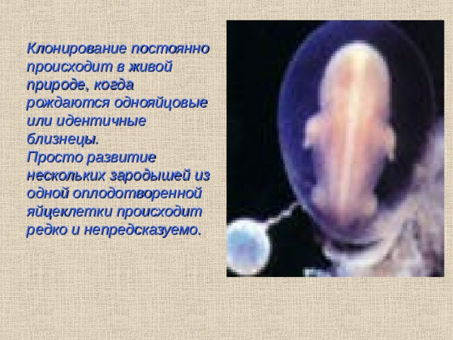 Клонирование постоянно происходит в живой природе,  когда рождаются однояйцовые или идентичные близнецы. Просто развитие нескольких зародышей из одной оплодотворенной яйцеклетки происходит редко и непредсказуемо .